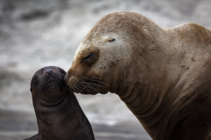 Sea lion and cub, tender, Valdés, Argentina