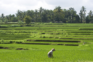 Reisterrassen und Bäuerin, Bali