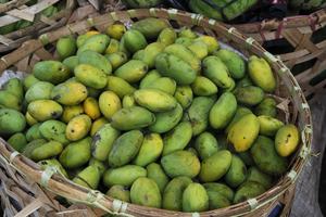 Korb mit Mangos, exotische Früchte, Bali