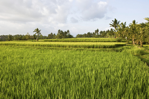 Reisfelder in der Umgebung von Ubud, Bali