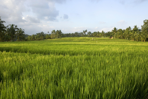 Reisfelder in der Umgebung von Ubud, Bali