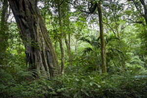 Urwald im Norden von Bali