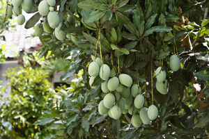 Mangos am Baum, exotische Früchte, Bali