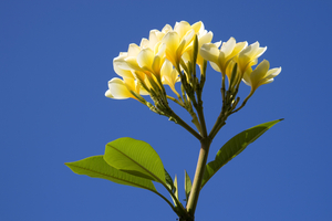 Frangipani Blüten, exotische Pflanzen, Bali