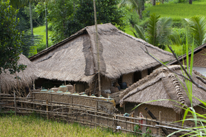 Jackfrüchte am Baum, Lombok, Indonesien