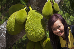 Jackfrüchte am Baum, exotische Früchte und junge Frau, Lombok, Indonesien