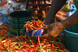 Chili auf dem Gemüse Markt, Lombok, Indonesien