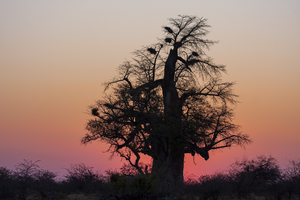 Baobab tree in front of sky with sunset, Botswana
