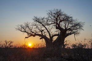 Baobab tree against sky with evening sun, Botswana