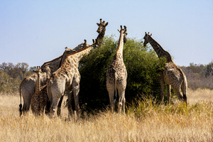 Giraffe herd around a bush, Botswana
