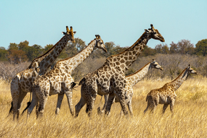 Giraffe herd and family in savannah, Botswana