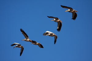 Pelicans approaching, Botswana