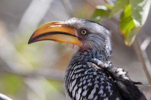 Yellow-billed Hornbill, Botswana
