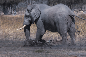 Elephant digging in mud, mud bath, Botswana