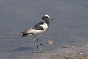 Blacksmith plover or blacksmith plover standing in water, Botswana