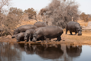 Hippos on the river, Botswana