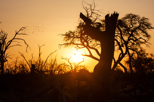 African sunset in wilderness, Botswana