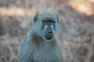 Baboon looking into camera, Botswana