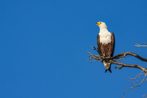 Eagle on branch, blue sky, Botswana