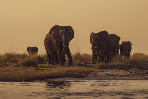 Elephant herd on river, Botswana