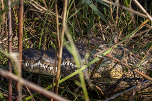 Crocodile in reeds, teeth visible, Botswana