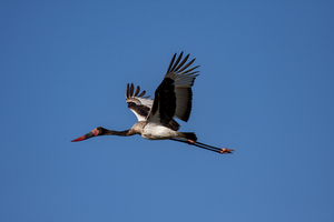 Saddleback stork in flight against blue sky, Botswana