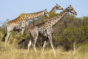 Giraffes feeding by the bush, Botswana