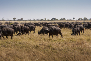 Cape buffalo herd in savannah, yellow grass, Moremi, Botswana