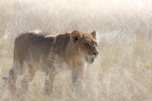 Lion roaming through grass, Botswana