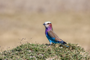 Forked Roller or Lilac Breast Roller