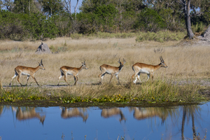 Red lychee antelopes at the water, Botswana