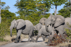 Herd of elephants crosses the way, Botswana