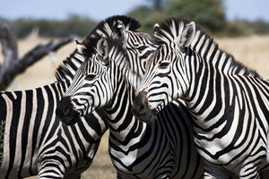 Zebras stand close together, Botswana
