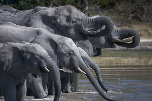 Elephants drinking at river, Botswana