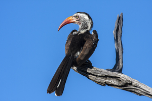 Red-billed Hornbill sitting on branch, Botswana