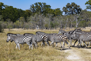 Herd of zebras moving through savannah, Botswana