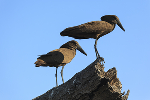 Hammerhead birds, Botswana