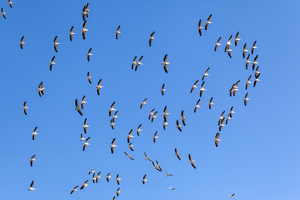 Pelicans circling in blue sky, Botswana
