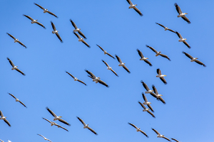 Pelicans circling in blue sky, Botswana