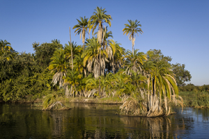 Palm trees in Okavango Delta by river, Botswana