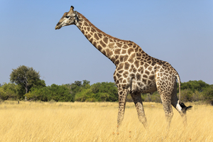 Giraffe in savanna in yellow grass, Botswana