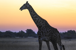 Giraffe in the evening, Botswana