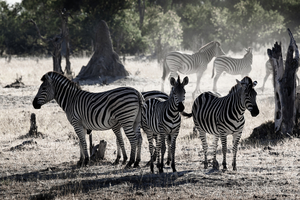 Zebra group in Moremi, Botswana