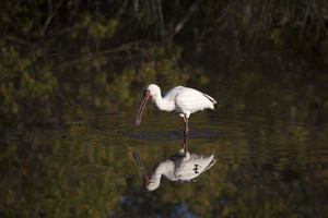 Spoonbill with reflection in water, Botswana