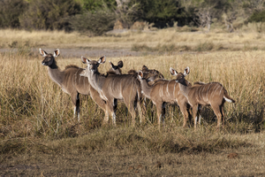 Female Kudu Antelope, Botswana