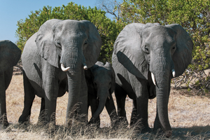 Elephants group, family, Moremi, Botswana