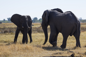 Elephant bulls fighting, facing each other, Botswana