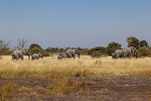Elephants moving through savannah, Botswana
