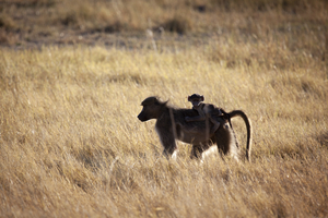 Baboon with baby on back moving through savannah, Moremi, Botswana
