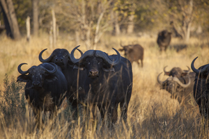 Cape buffalo in grass opposite, Botswana